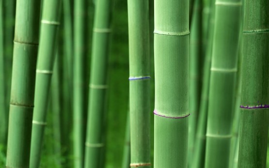 Catagory Bamboo -   bamboo_hd_wallpaper_1